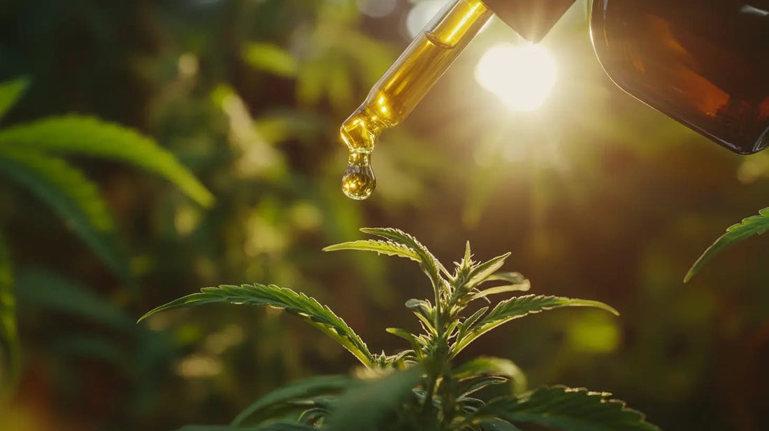 Cbd bienfaits : comment optimiser votre santé ?